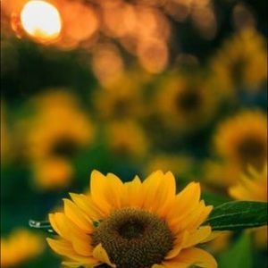 Meet your Posher, Kiley